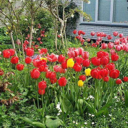 Lägenhet Mini-apartment In The Flowerbed